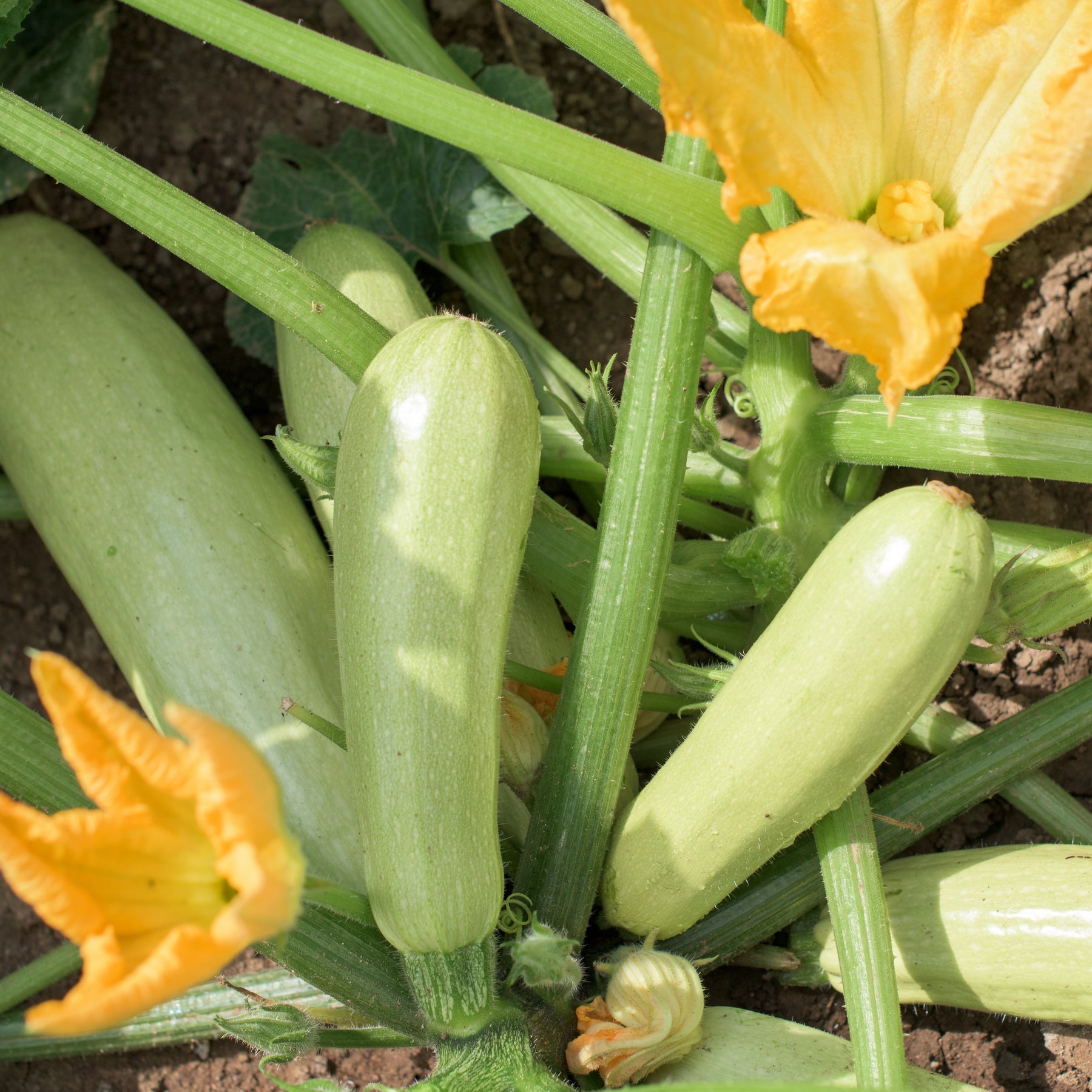 3 Plants de Courgette Lorea - Cucurbita pepo lorea - Potager