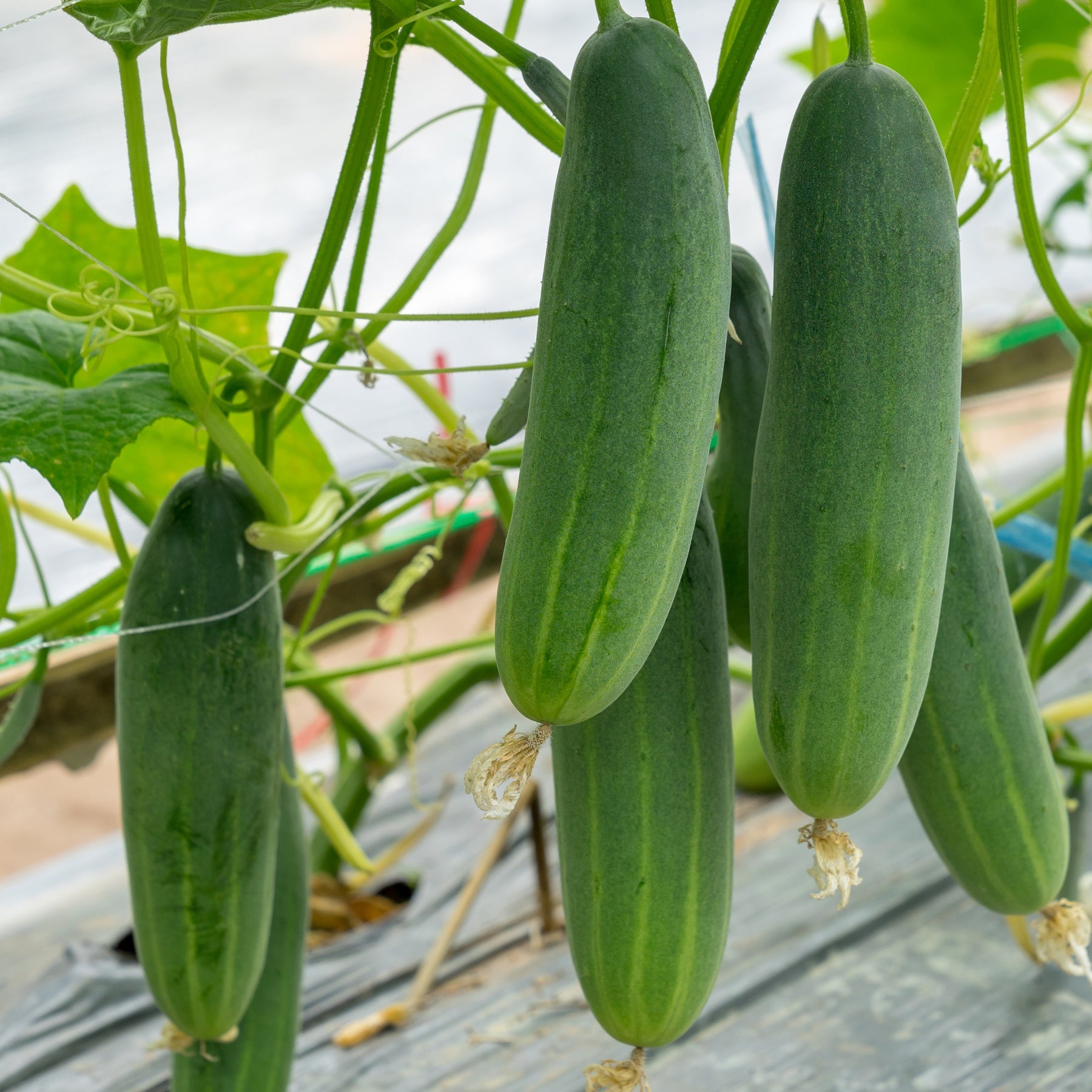 3 Plants de Concombre Gynial F1 - Cucurbita pepo gynial f1 - Potager