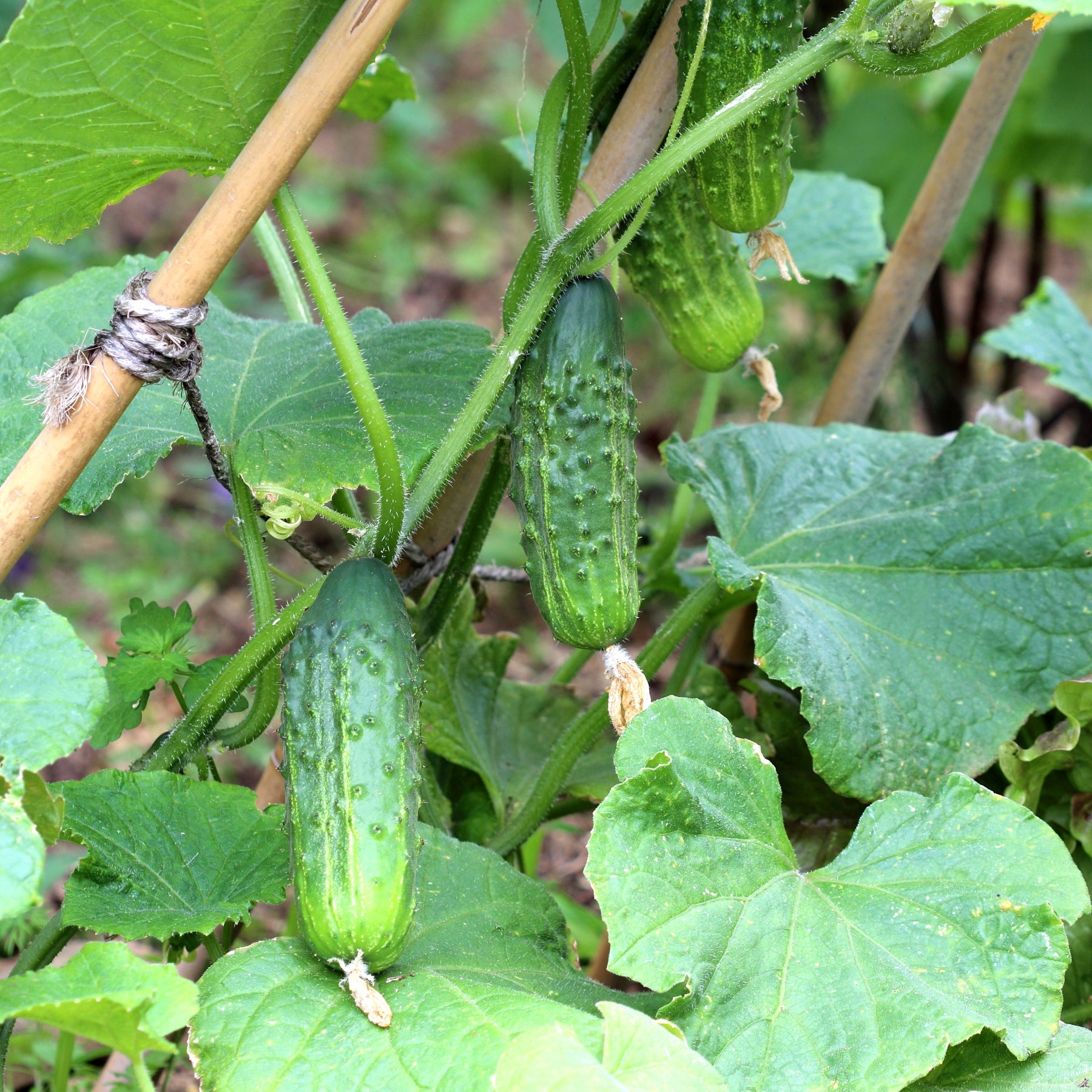 3 Plants de Cornichon Regal F1 - Cucumis sativus regal f1 - Potager