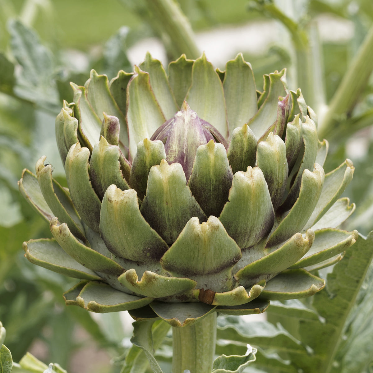 3 Plants d'Artichaut Vert de Laon - Cynara scolynus Vert de Laon - Willemse