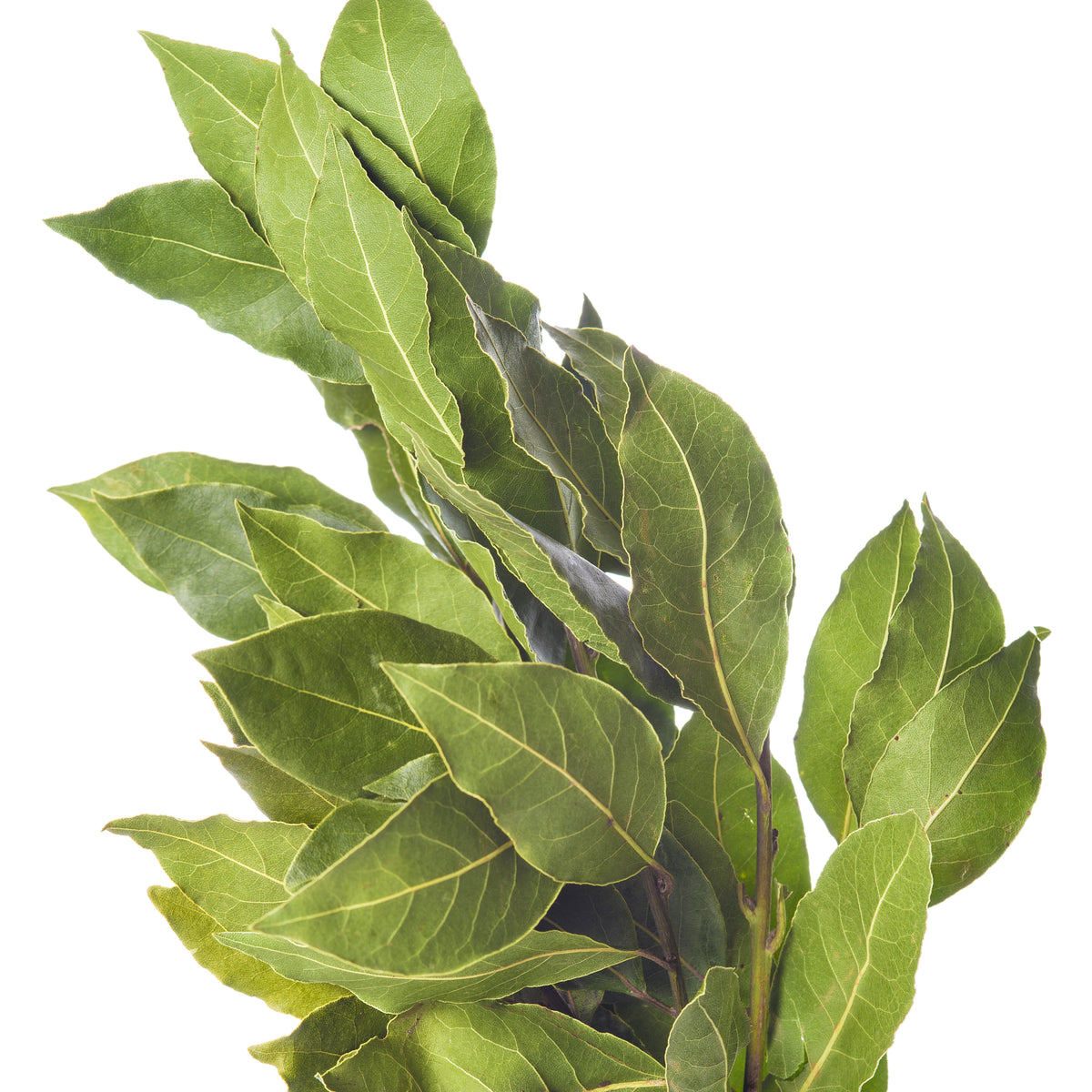 Plant de Laurier sauce - Laurus nobilis - Potager