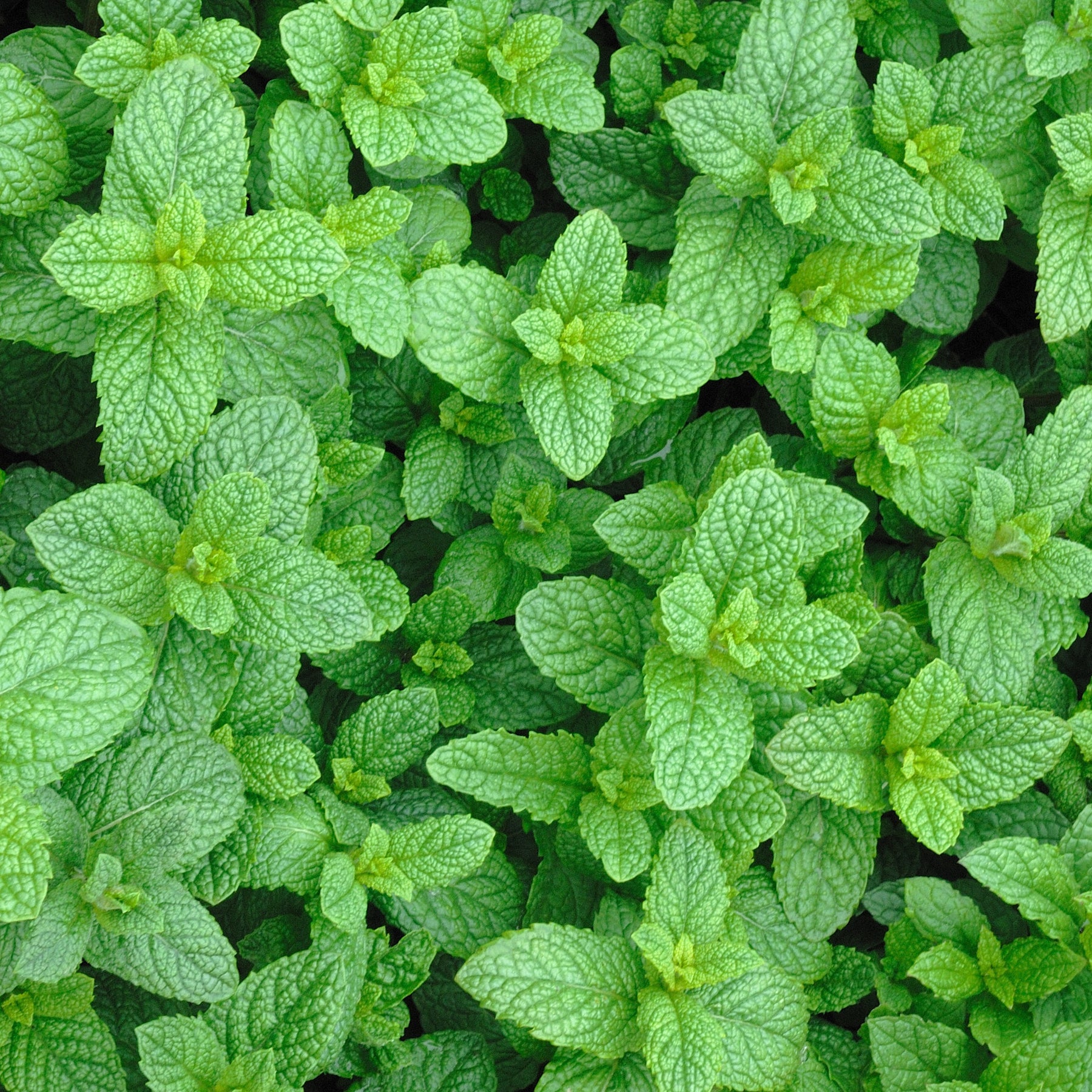 Plant de Menthe marocaine - Mentha spicata nana - Potager