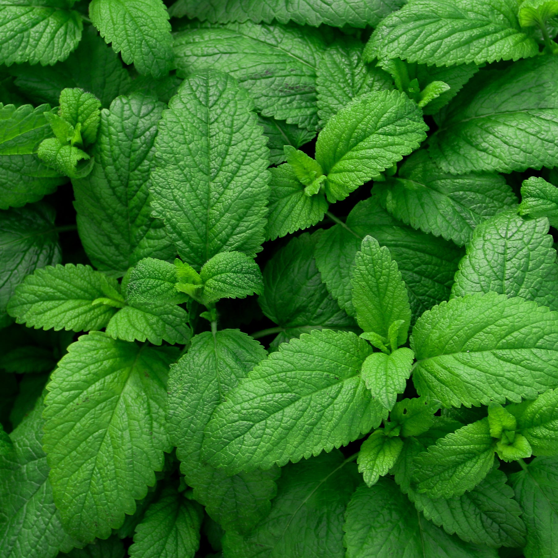 Plant de Menthe verte - Mentha spicata - Potager