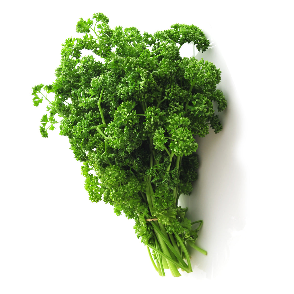 Plant de Persil frisé - Petroselinum crispum - Willemse