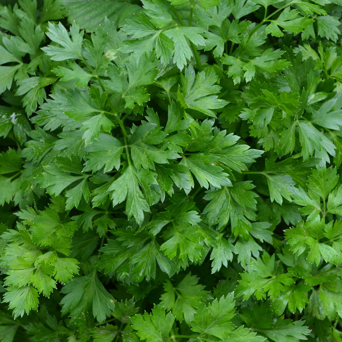 Plant de Persil plat - commun - Petroselinum crispum - Willemse