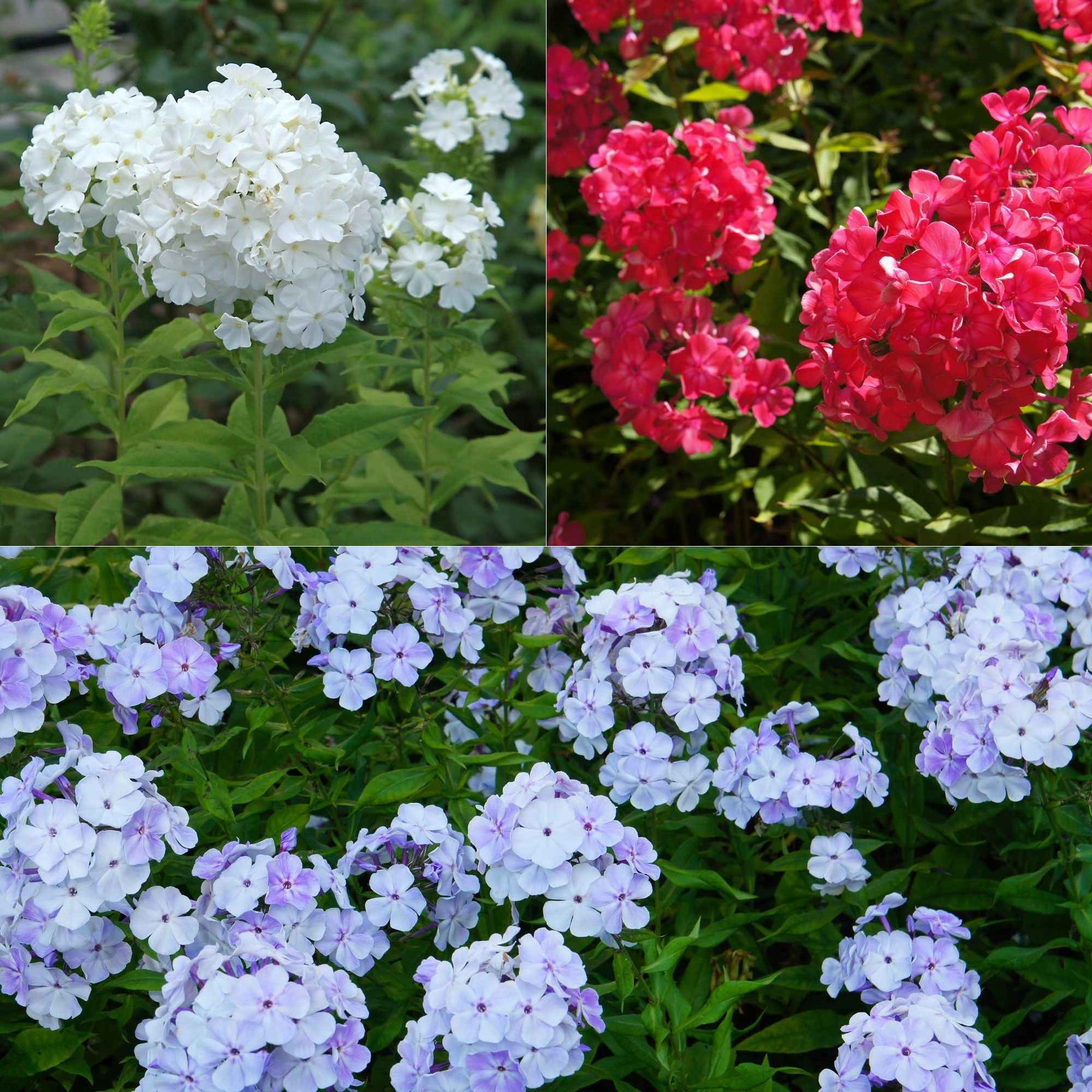 3 Phlox rouge, bleu, blanc en mélange - Phlox paniculata - Plantes