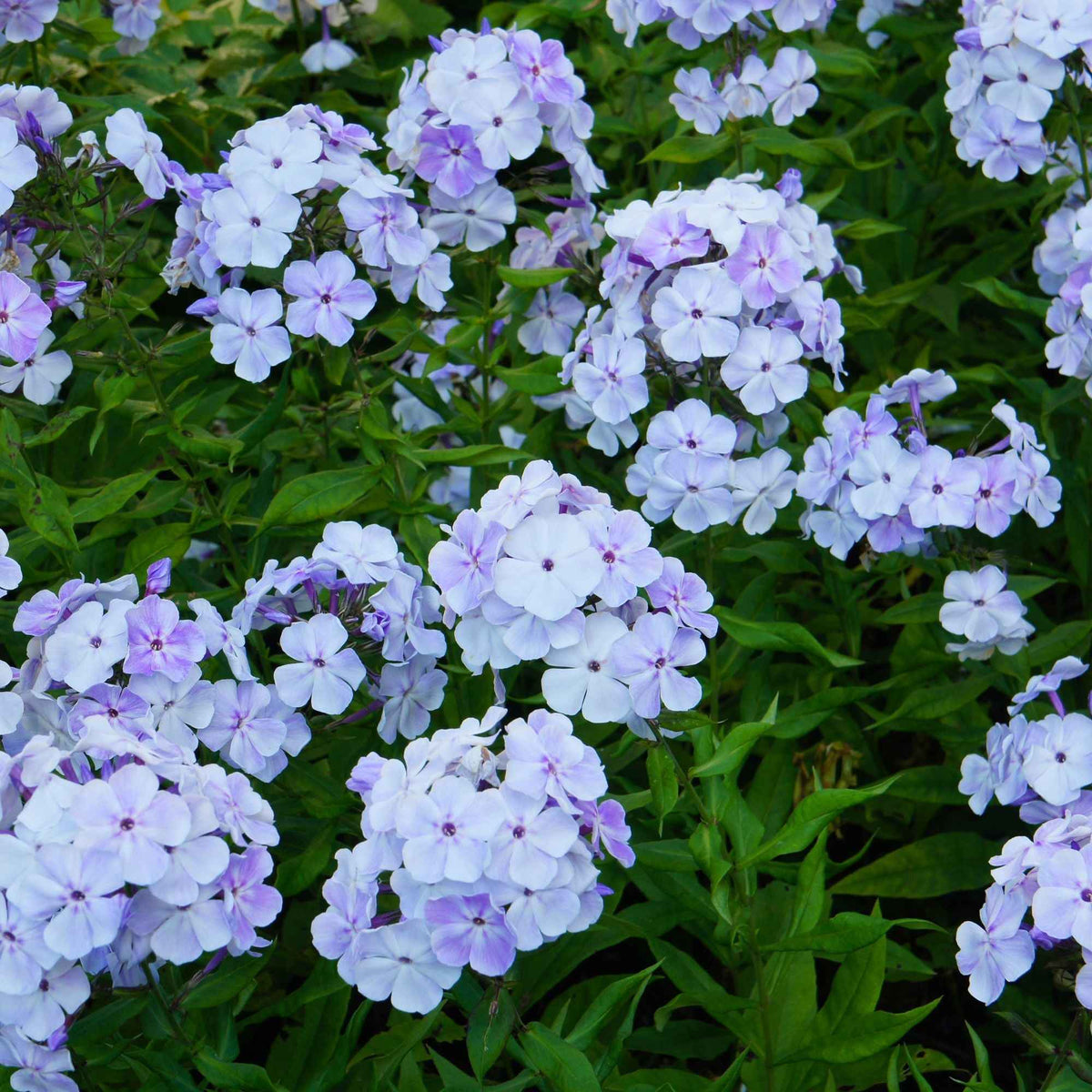 3 Phlox rouge, bleu, blanc en mélange - Phlox paniculata - Willemse