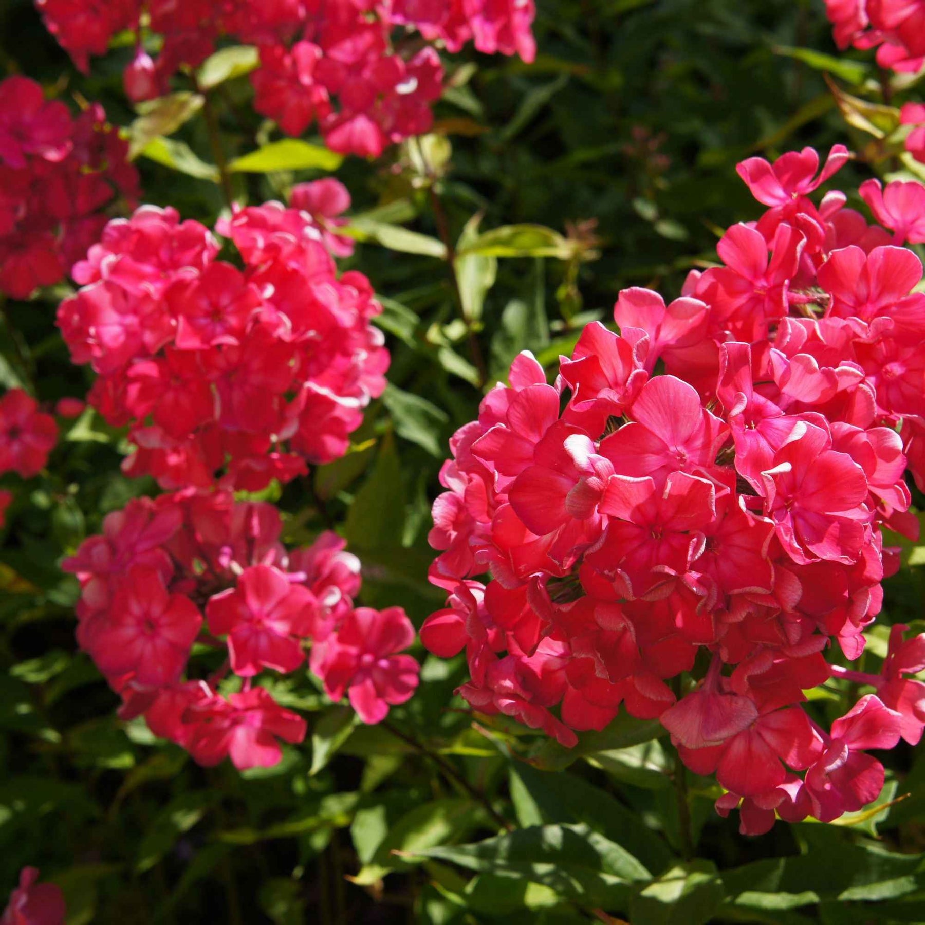 3 Phlox rouge, bleu, blanc en mélange - Phlox paniculata - Fleurs vivaces