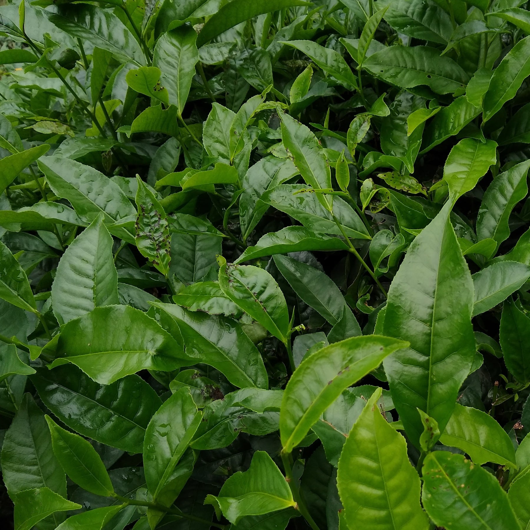 Théier - Camellia sinensis - Plantes d'intérieur