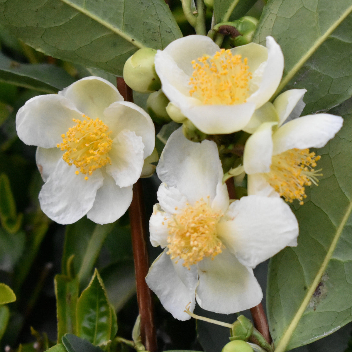Théier - Camellia sinensis - Plantes vertes
