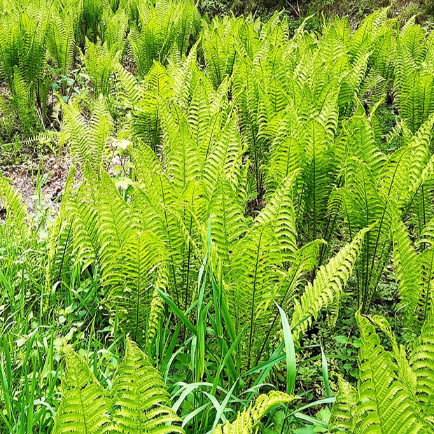 2 Fougères Plume d'autruche - Matteucia struthiopteris - Plantes vivaces