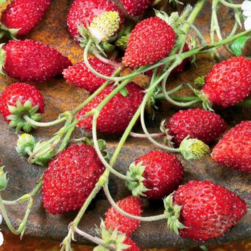 Fraisier des bois Baron Solemacher - Fragaria vesca ruegen - Potager