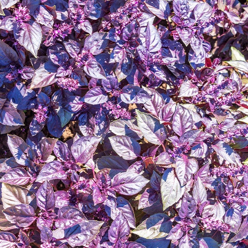 Basilic pourpre Dark Opal Bio - Ocimum basilicum dark opal - Willemse