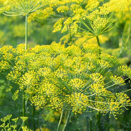 Aneth Bouquet Bio - Anethum graveolens - Graines de fruits et légumes Bio