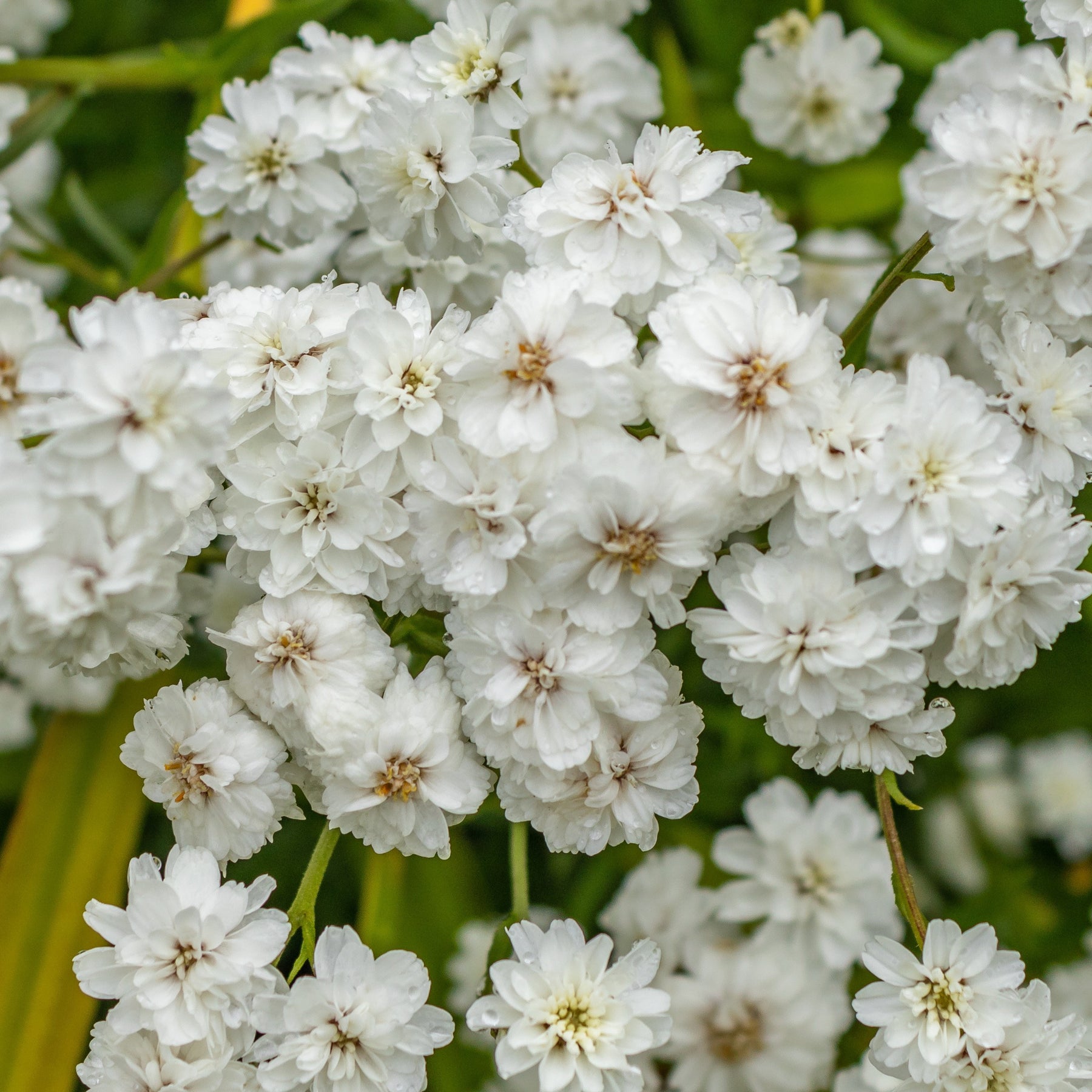 3 Achillées Diadem - Achillea ptarmica diadem - Plantes