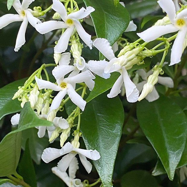 Collection de 2 Jasmin étoilé rose et blanc - Trachelospermum jasminoides - Plantes grimpantes