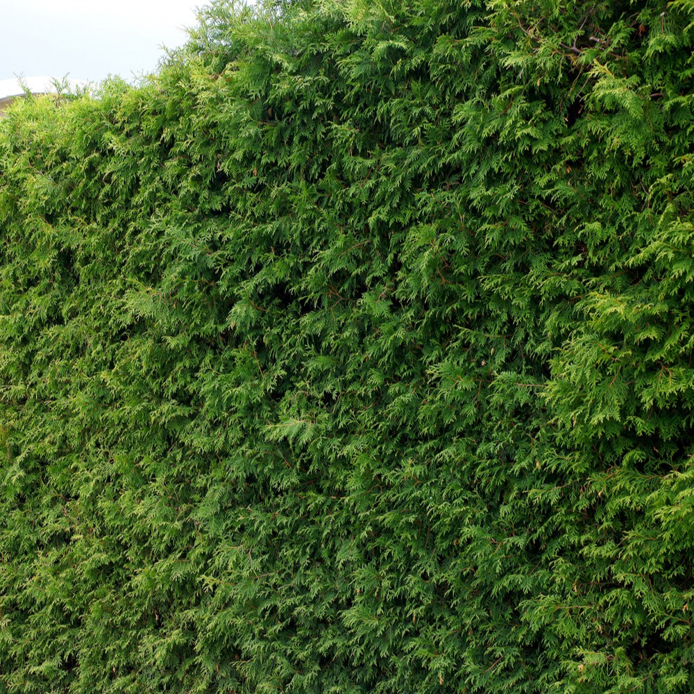 Thuya pour haie - Thuja plicata atrovirens - Willemse