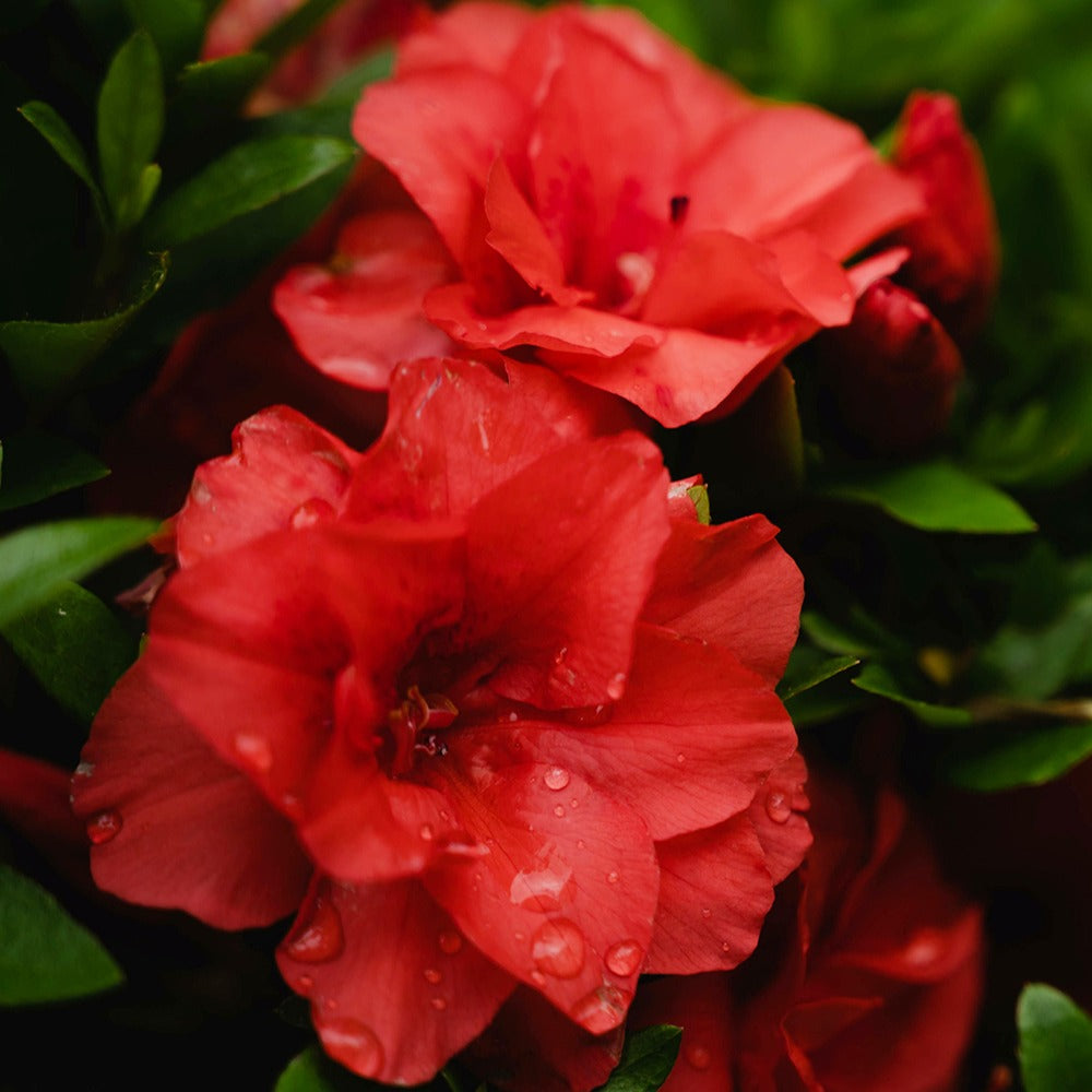Azalée du Japon rouge - Azalea japonica red - Plantes