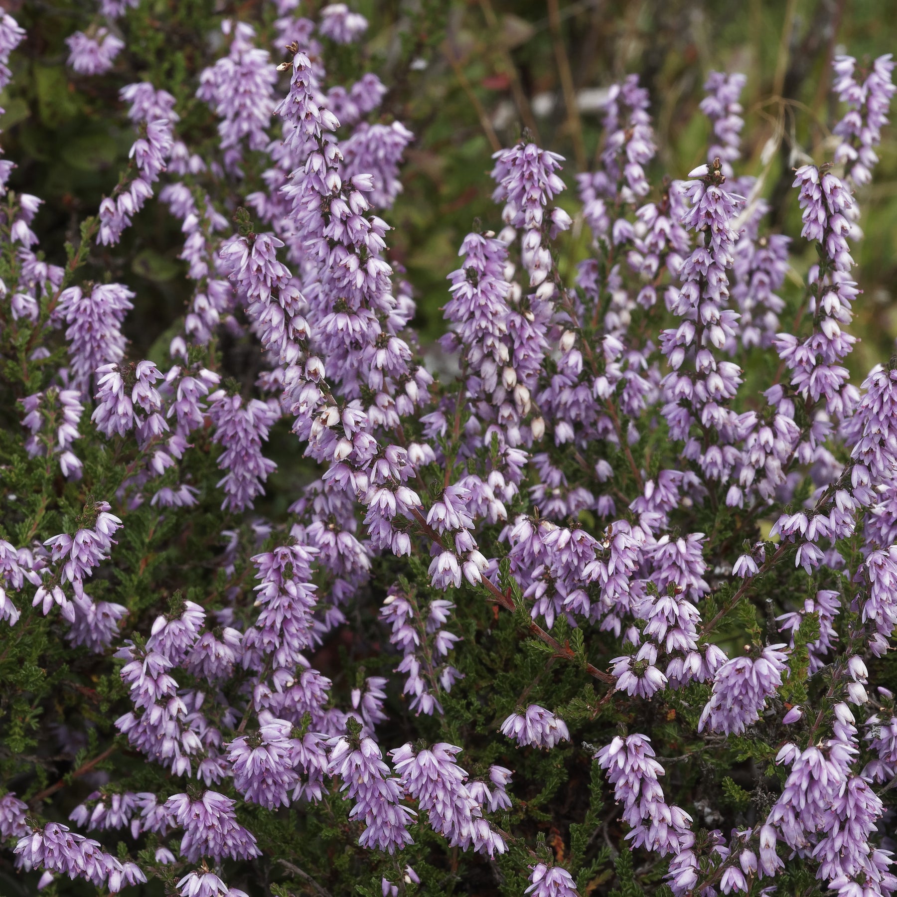 Bruyère d'été Allegro Callune Allegro - Calluna vulgaris allegro - Plantes