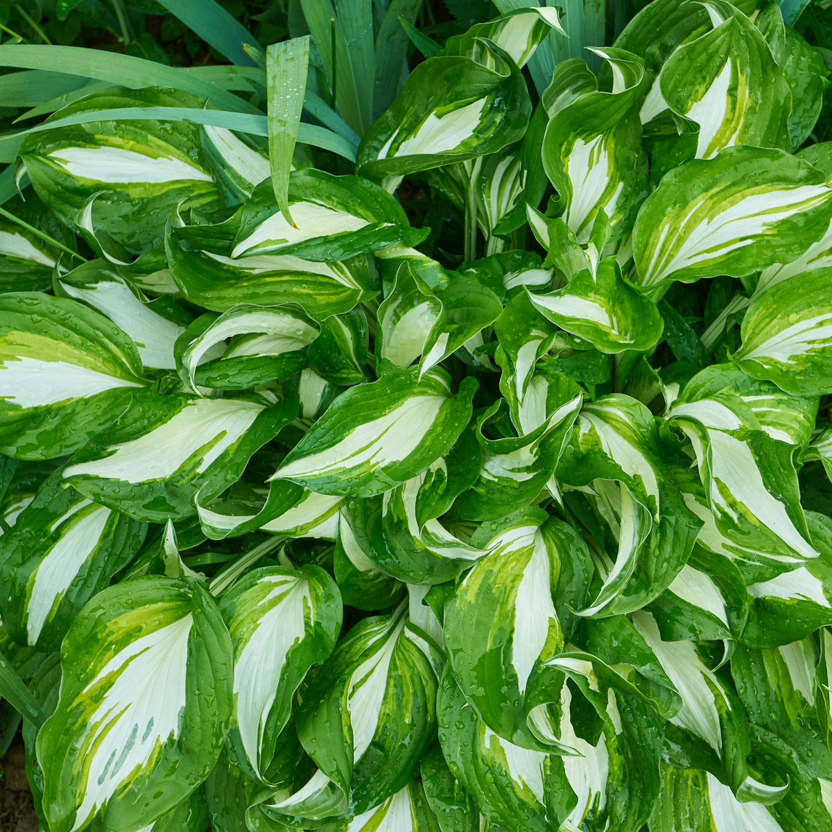 Hosta à feuilles ondulées Mediovariegata - Hosta undulata mediovariegata - Plantes