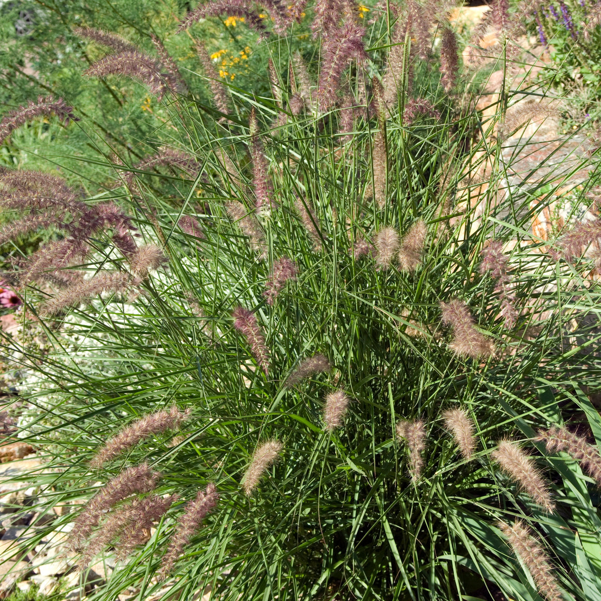 Herbe aux écouvillons d'Orient - Pennisetum - Pennisetum orientale - Plantes vivaces