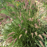 Herbe aux écouvillons d'Orient - Pennisetum - Pennisetum orientale - Plantes vivaces