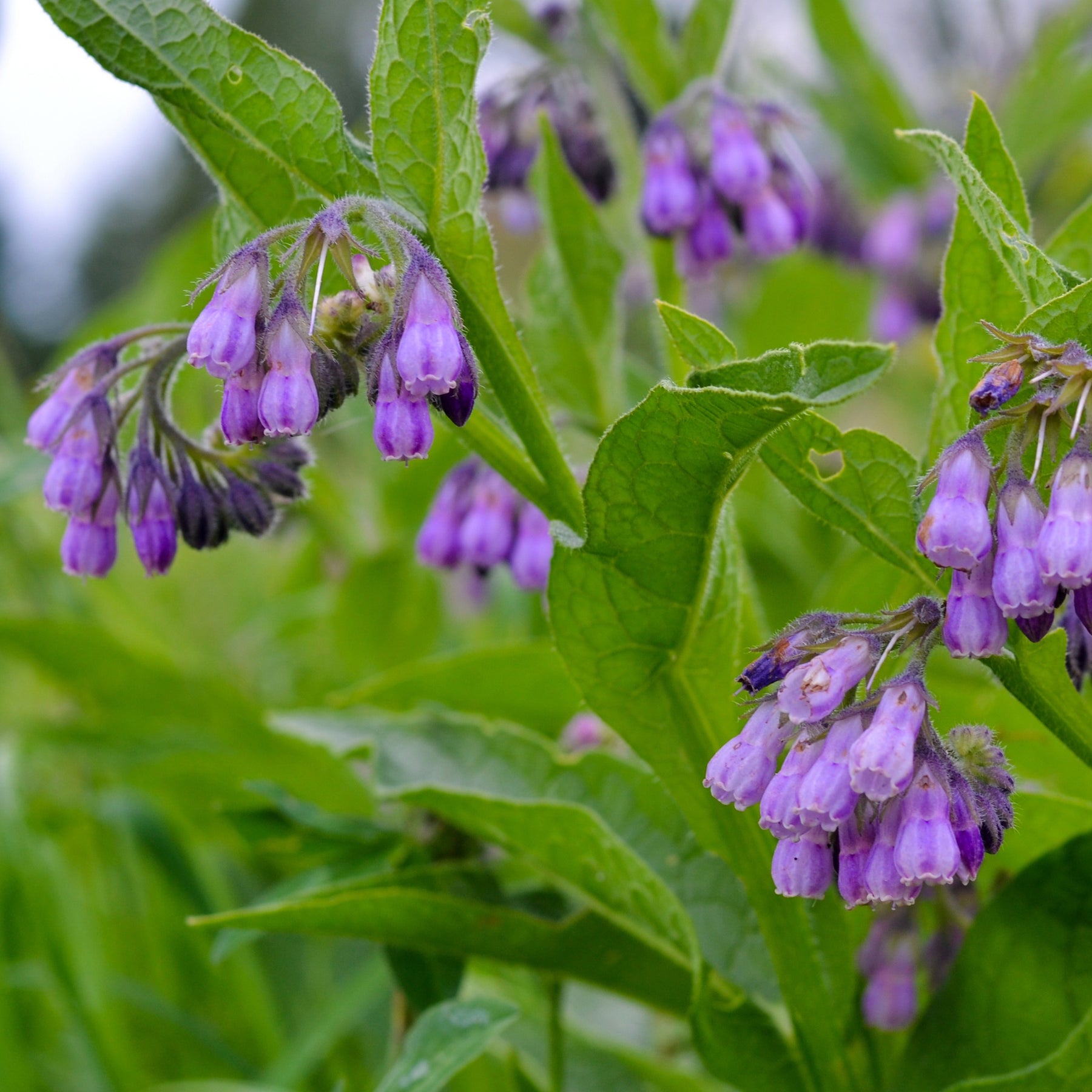 Consoude officinale Purpureum - Symphytum officinale purpureum - Plantes