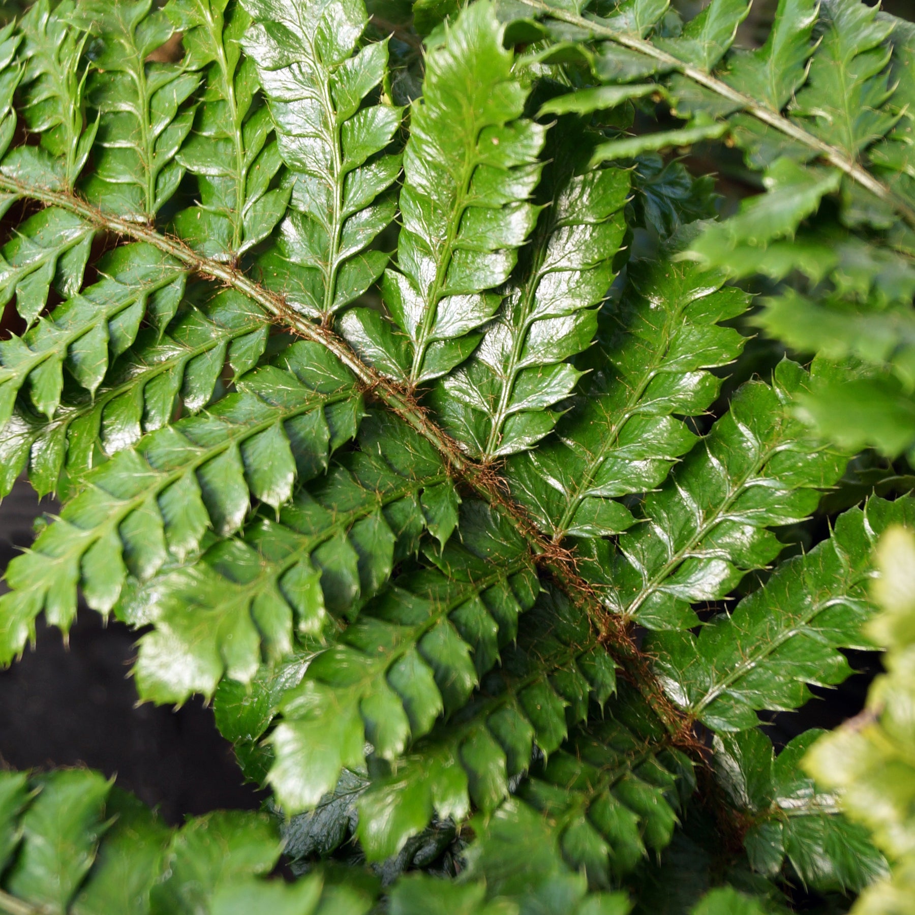 Aspidie du Japon Pattes d'ours - Fougère - Polystichum polyblepharum - Plantes