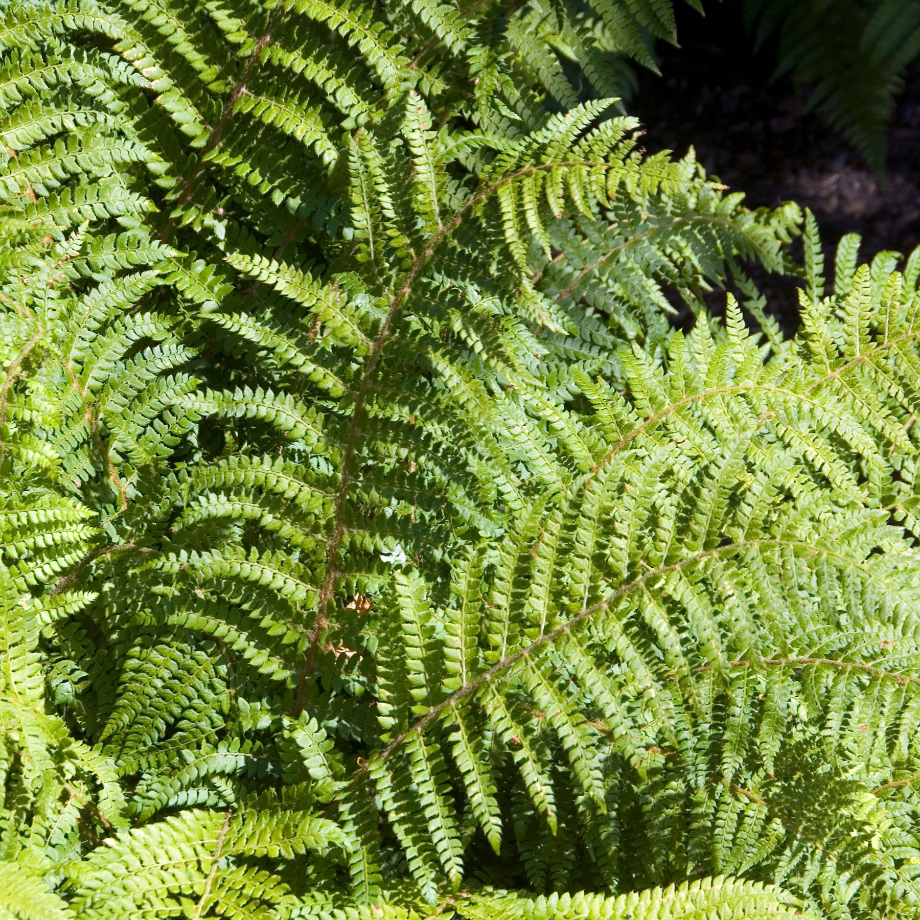 Aspidie du Japon Pattes d'ours - Fougère - Polystichum polyblepharum - Plantes vivaces