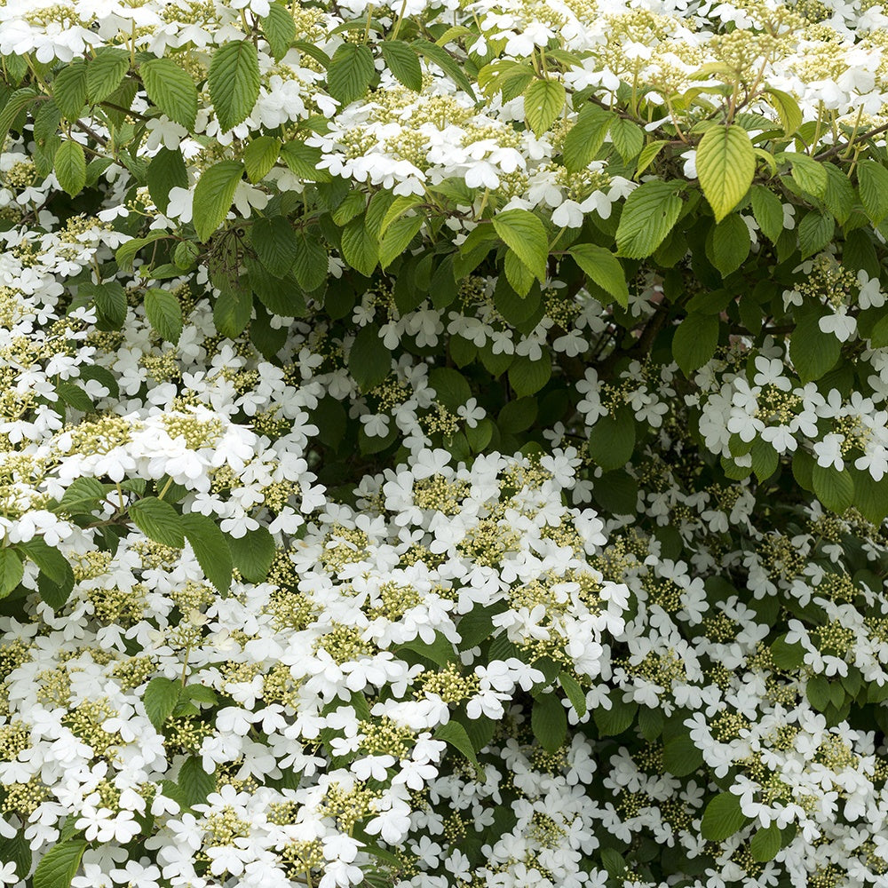 Viorne de Chine Watanabe - Viburnum plicatum 'watanabe' - Willemse
