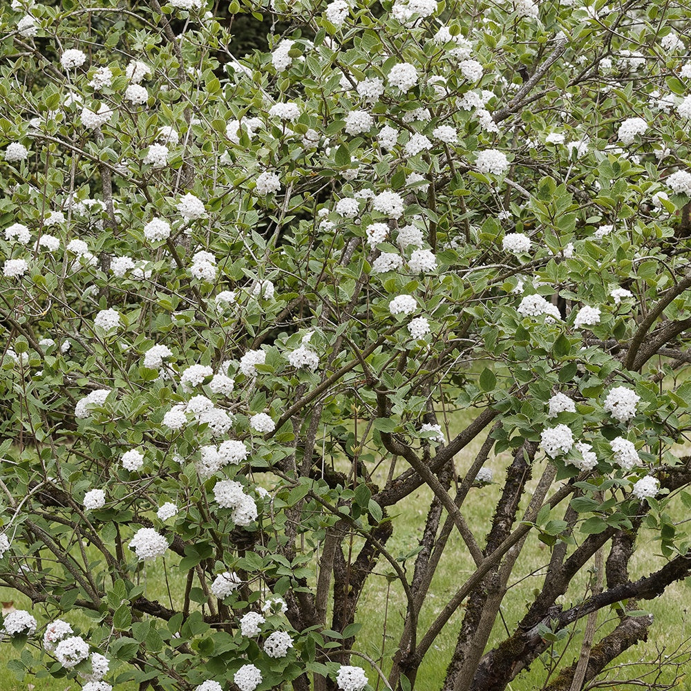 Viorne de Burkwood - Viburnum burkwoodii - Plantes