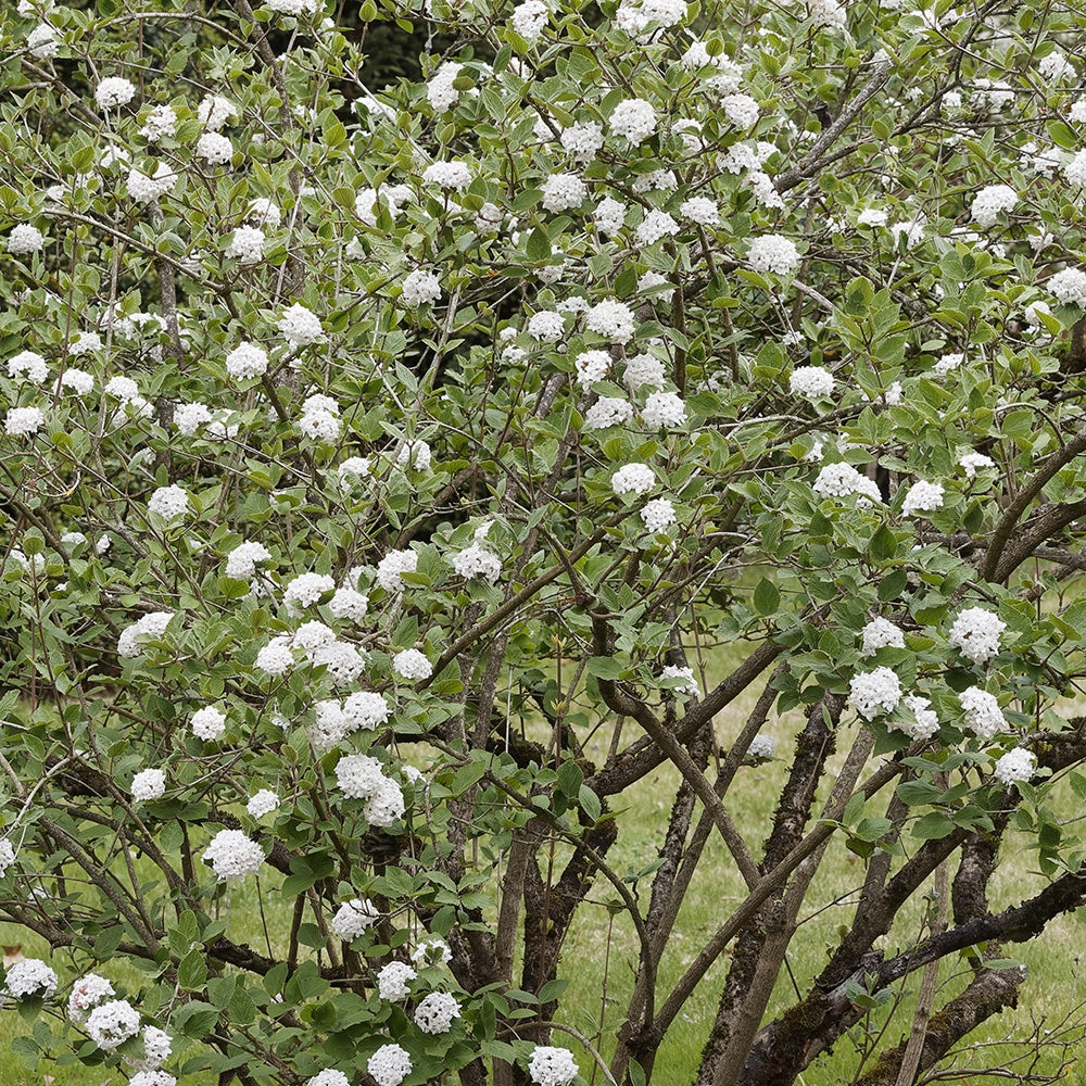 Viorne de Burkwood - Viburnum burkwoodii - Willemse