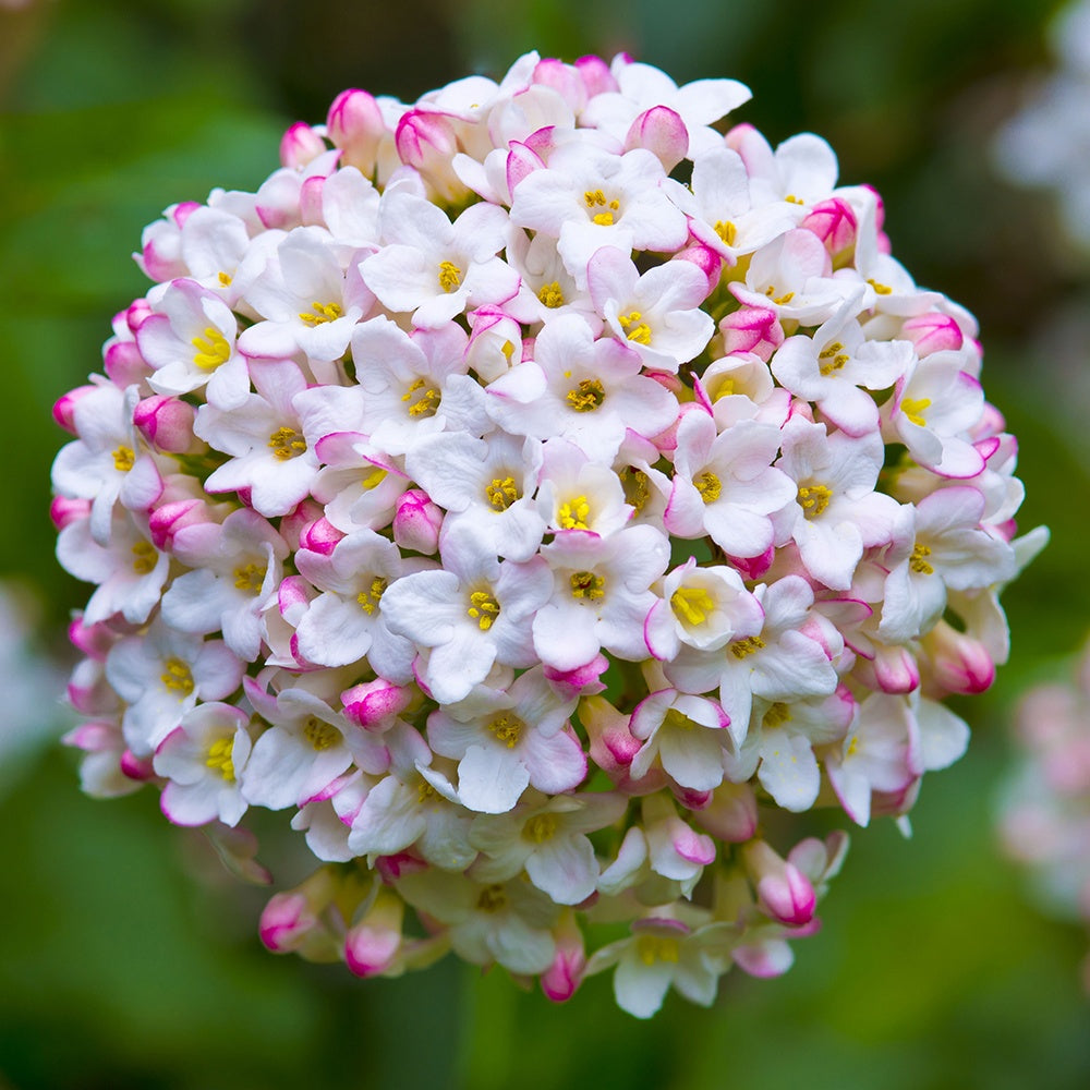 Viorne de Burkwood - Viburnum burkwoodii - Arbustes