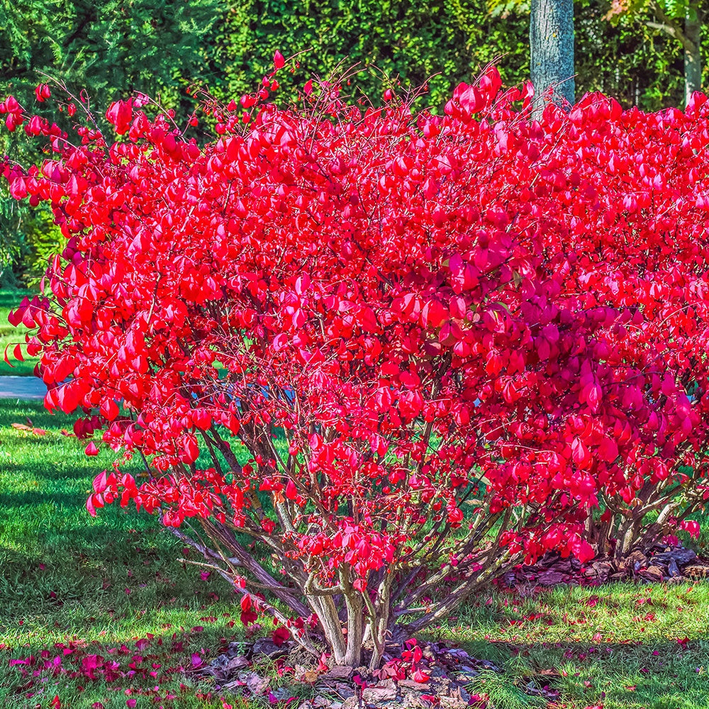 Fusain ailé Compactus - Euonymus alatus compactus - Arbustes