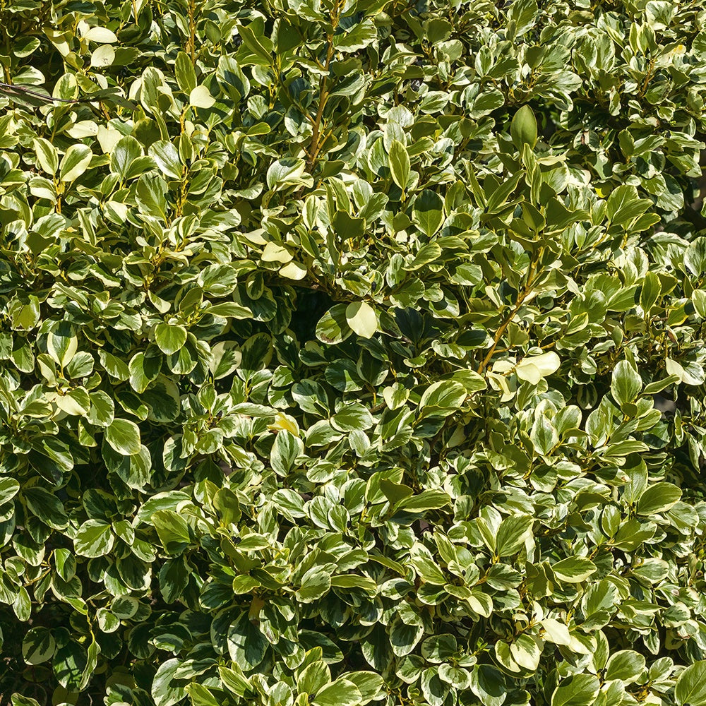 Griseline du littoral Variegata - Griselinia littoralis variegata - Willemse