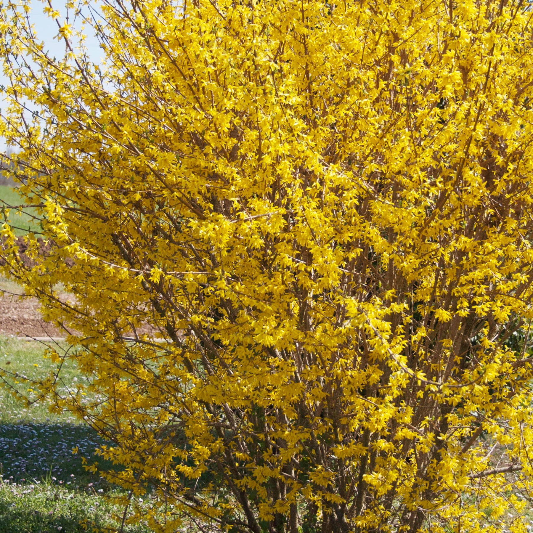 Forsythia Marée d'Or ® - Forsythia marée d'or ® - Arbustes