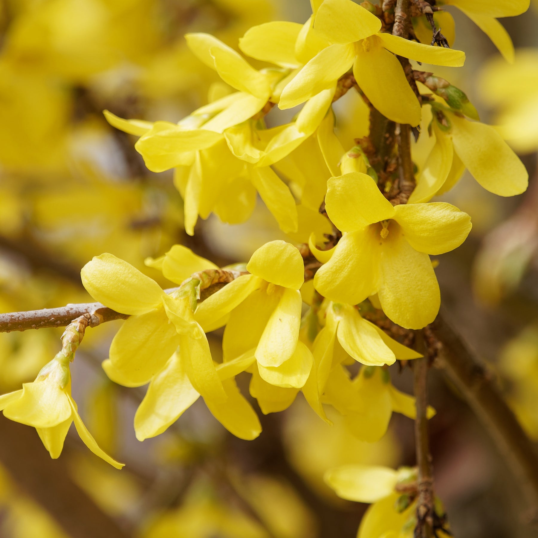 Forsythia Marée d'Or ® - Forsythia marée d'or ® - Forsythias