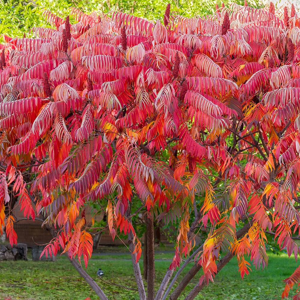 Sumac de Virginie - Rhus typhina - Arbustes