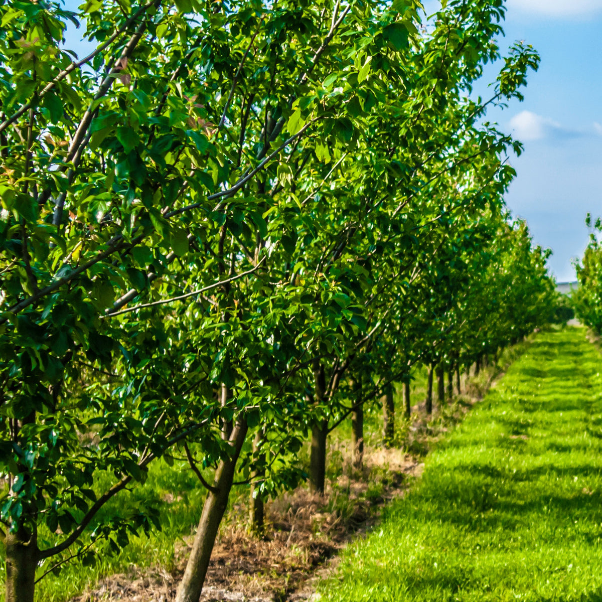 Prunier Reine-Claude Dorée - Prunus domestica reine-claude dorée - Willemse