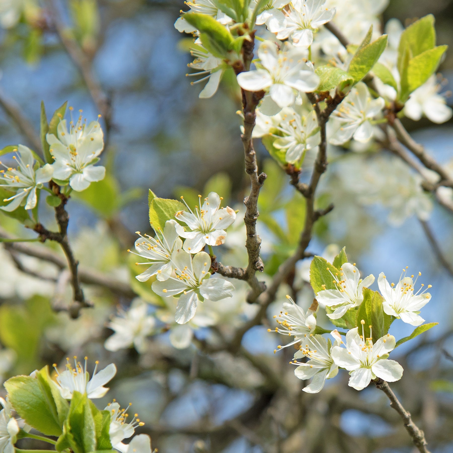 Prunier Reine-Claude Dorée - Prunus domestica reine-claude dorée - Prunier