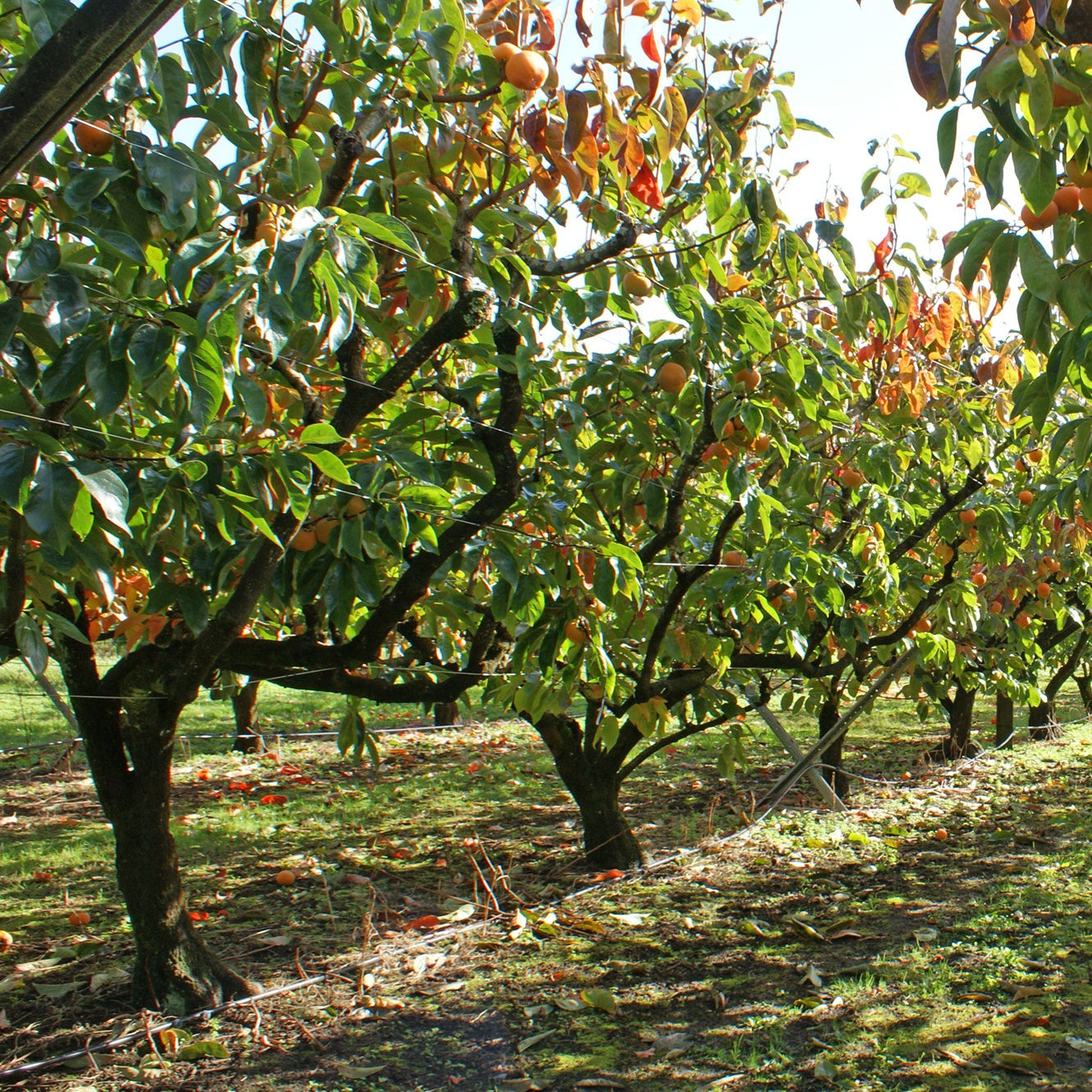 Kaki Rojo Brillante - Kaki diospyros rojo brillante - Fruitiers Arbres et arbustes