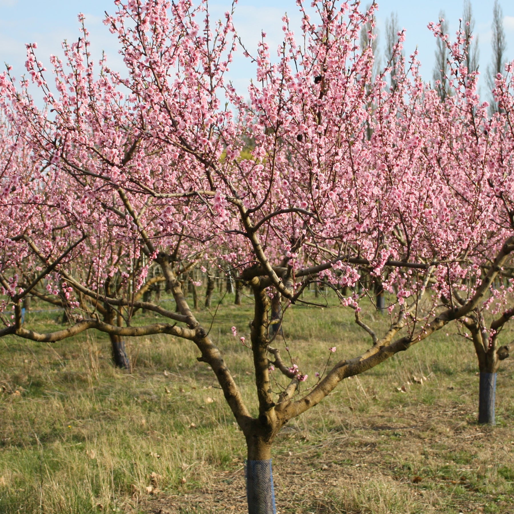 Pêcher Suncrest - Prunus persica suncrest - Fruitiers Arbres et arbustes