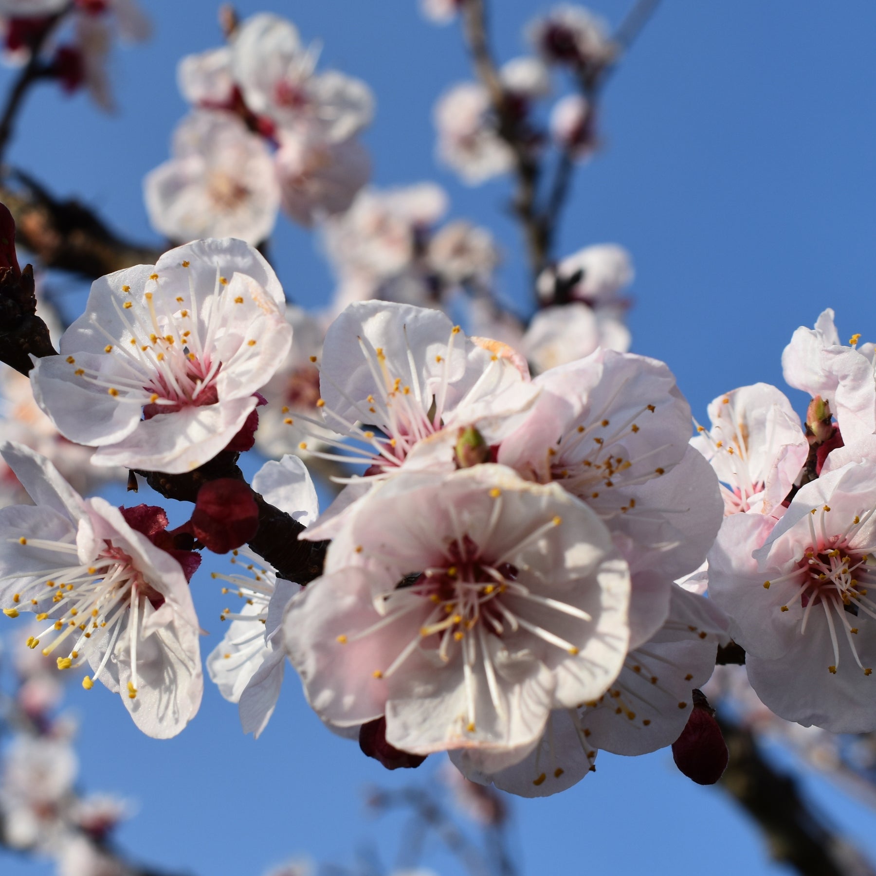 Abricotier Luizet - Prunus armeniaca luizet - Fruitiers Arbres et arbustes