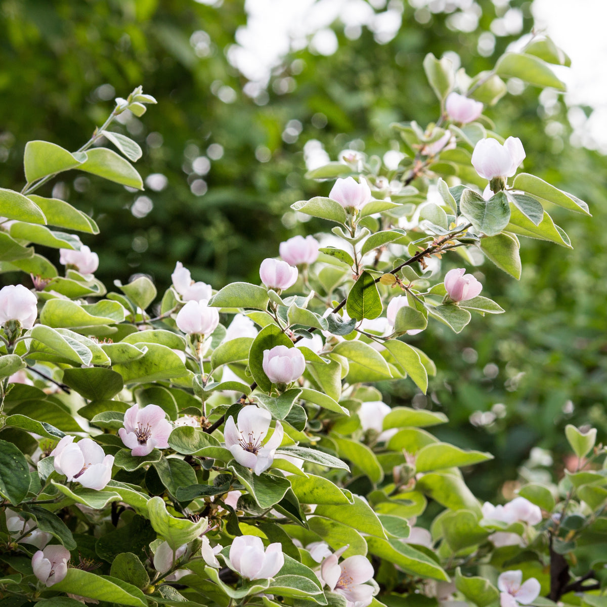 Cognassier - Cydonia oblonga - Willemse