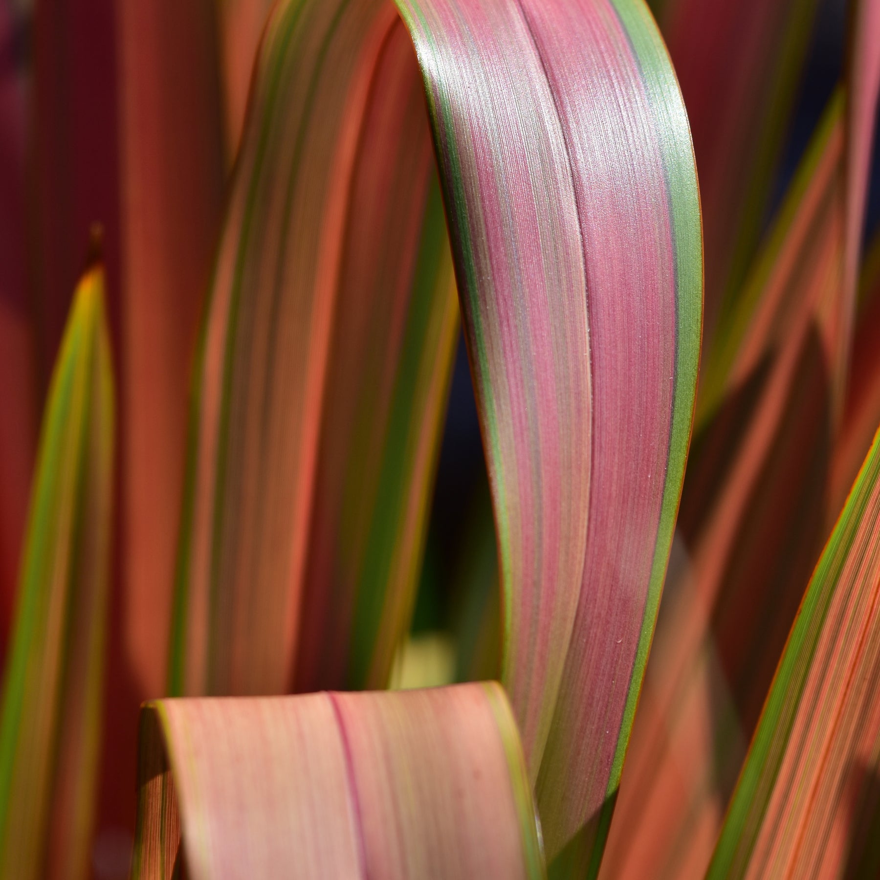 Lin de Nouvelle-Zélande Rainbow Queen - Phormium 'rainbow queen' - Plantes vivaces