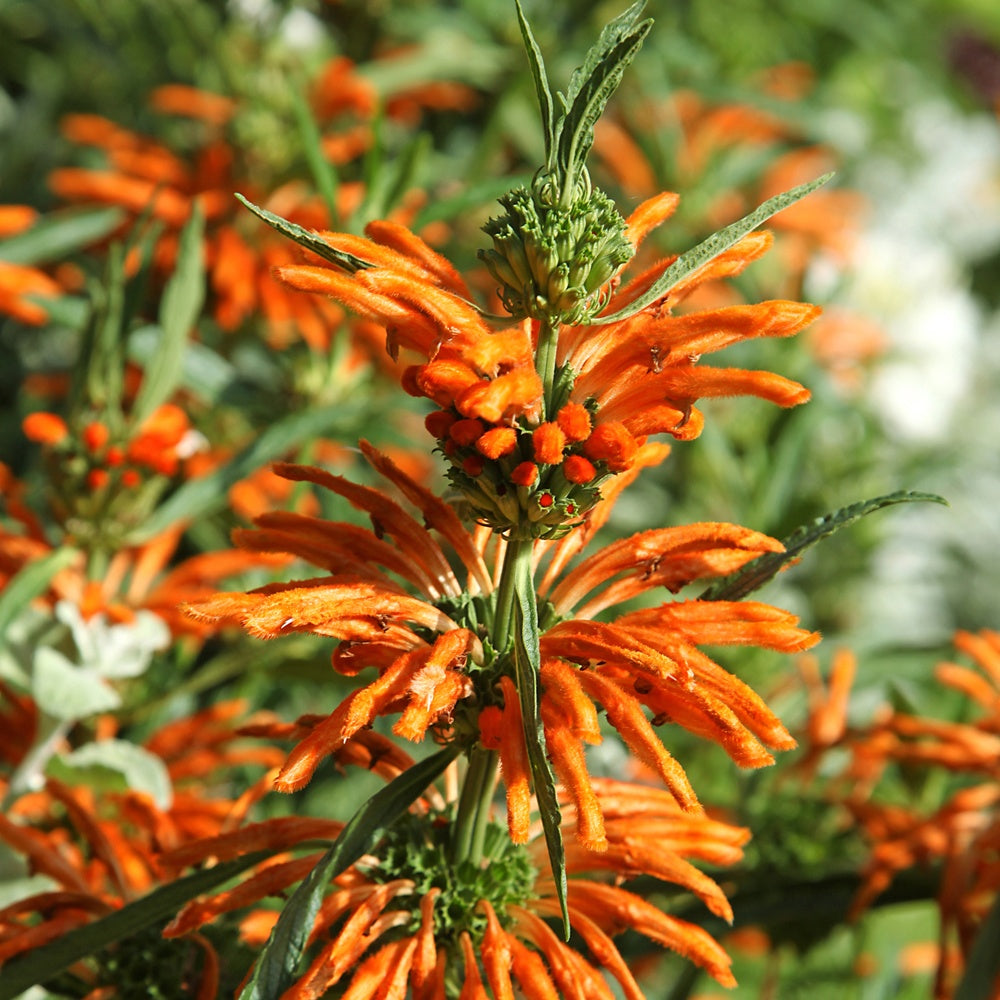 Queue de lion - Leonotis leonurus - Plantes vivaces