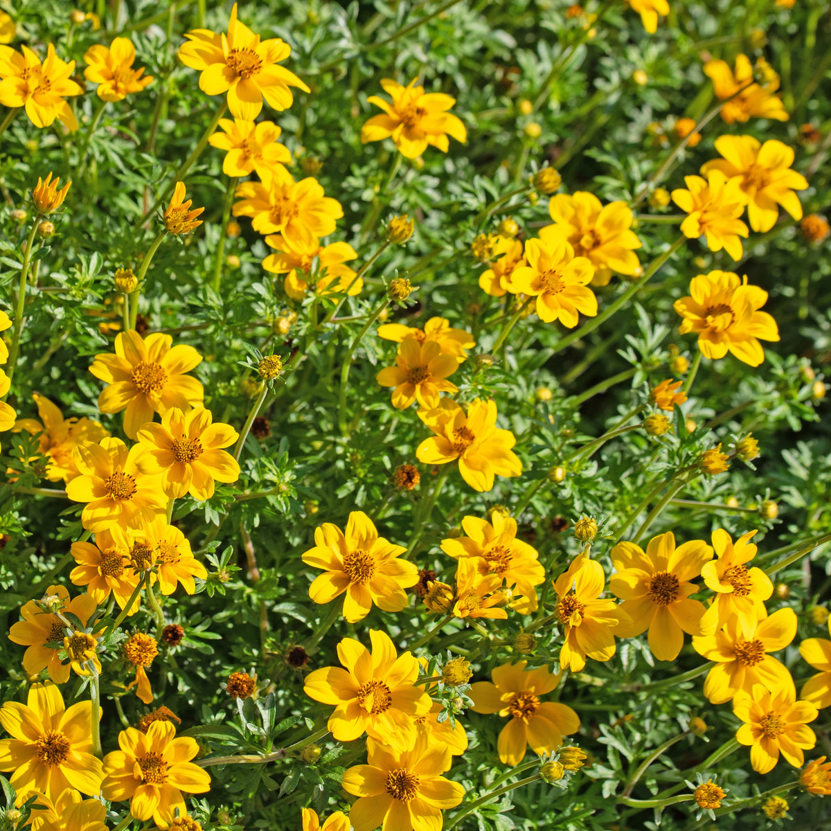 3 Bidens à feuilles de férule - Bidens ferulifolia - Willemse