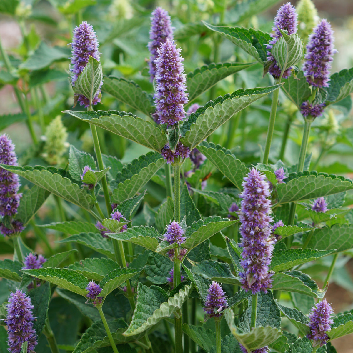 Agastache Black Adder - Agastache 'black adder' - Willemse