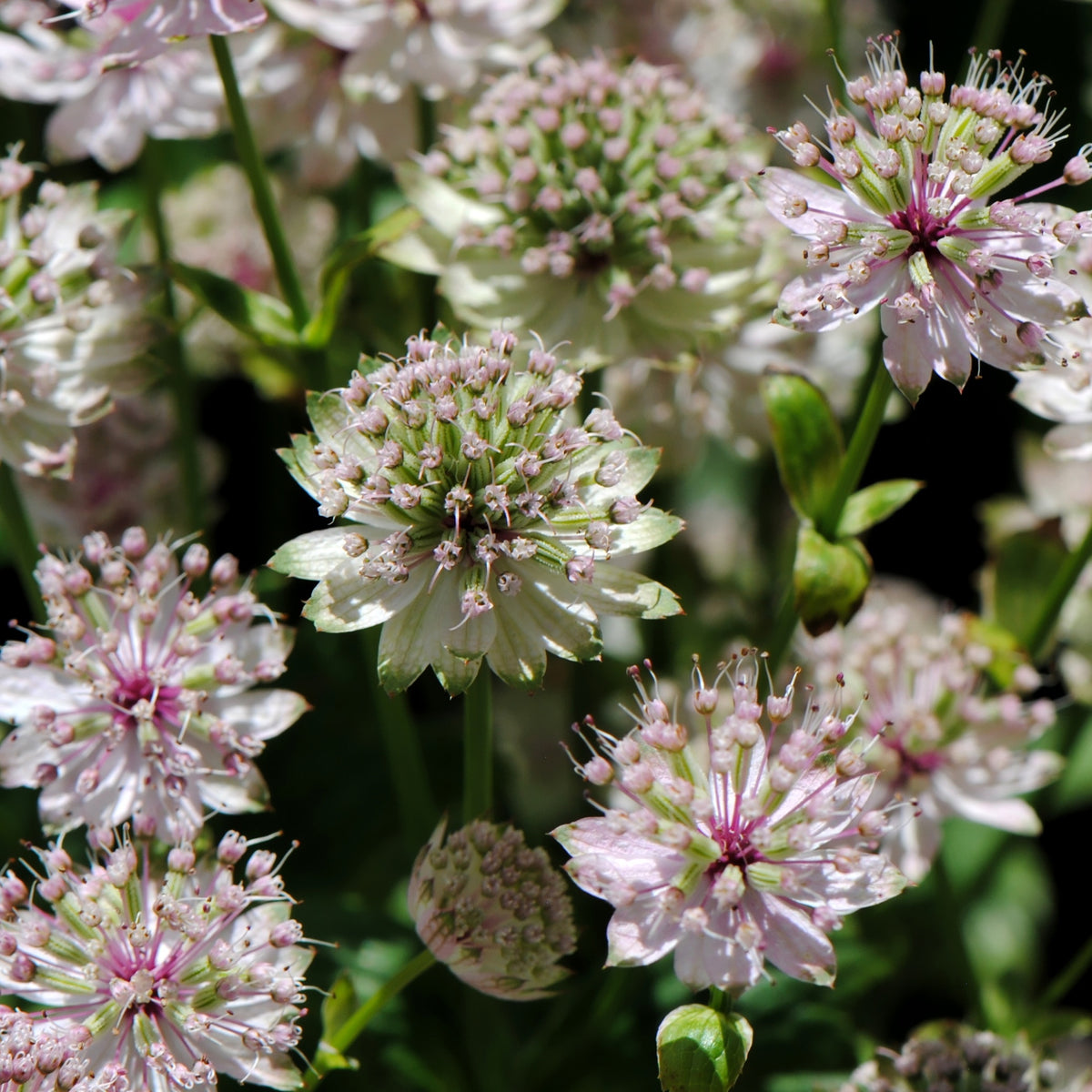 Grande astrance Buckland - Astrantia major Buckland - Willemse