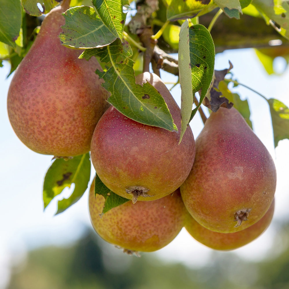 Poirier Bonne Louise d'Avranches - Pyrus communis bonne louise - Plantes